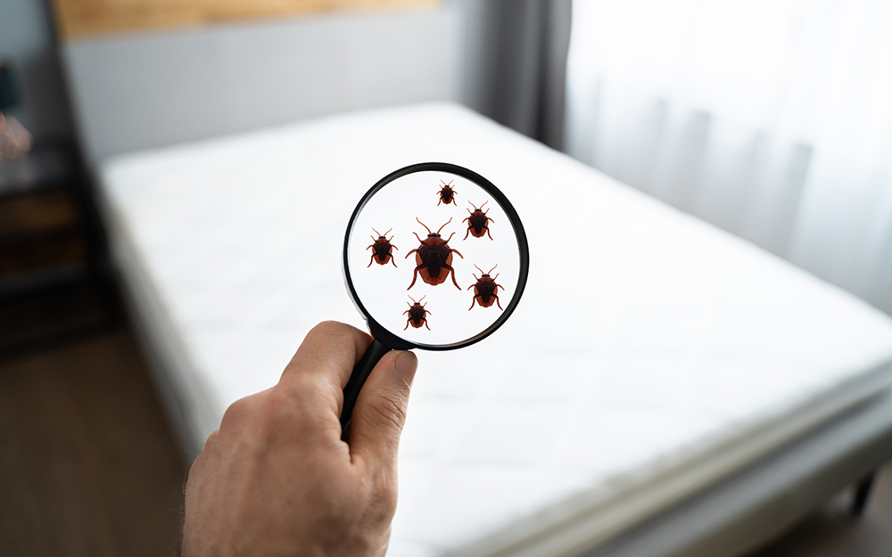 A man holding up a magnifying glass to a mattress, showing little icons of bed bugs.