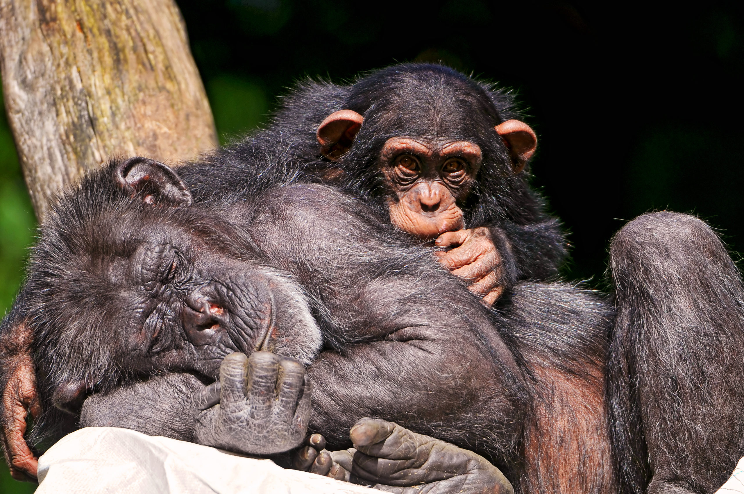 Two chimpanzees asleep up a tree