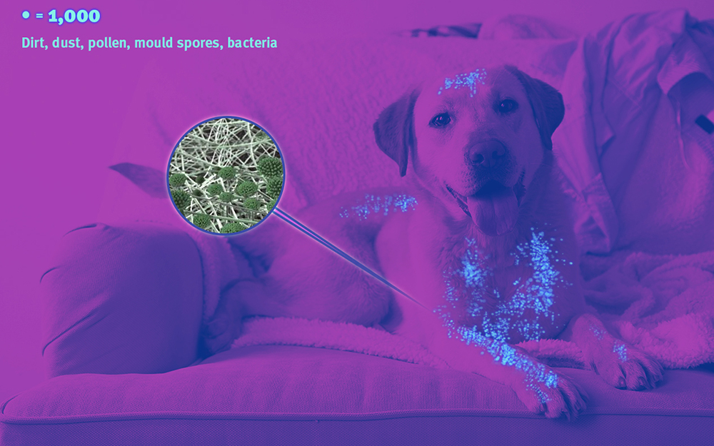 Labrador dog lying on a settee with an overlay showing the bacteria on the dog.