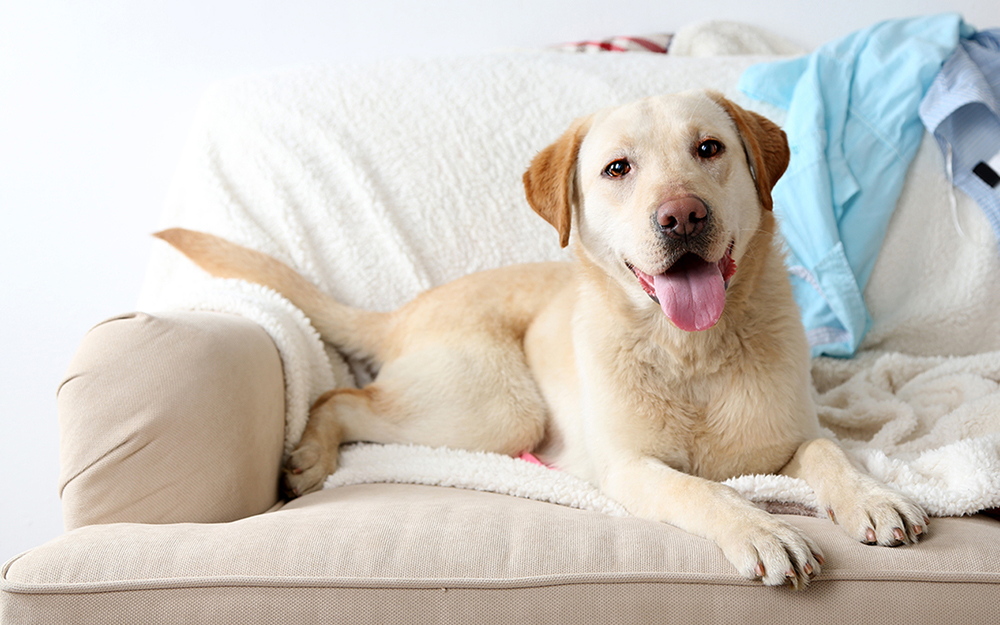 Labrador dog lying on a settee