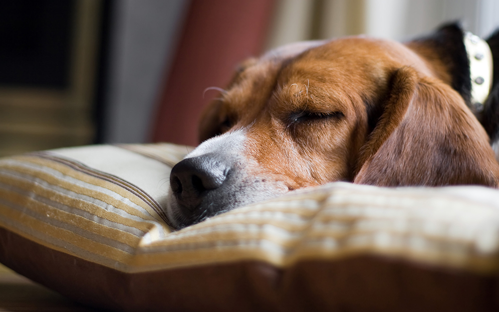 Dog sleeping on a pillow