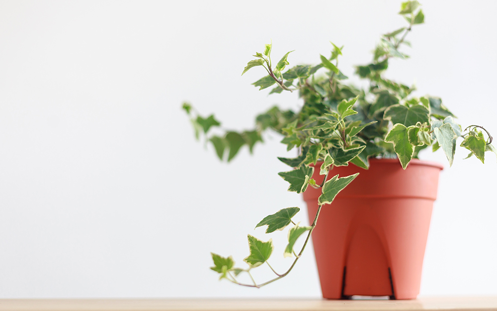 English ivy in a pot on bedroom shelf