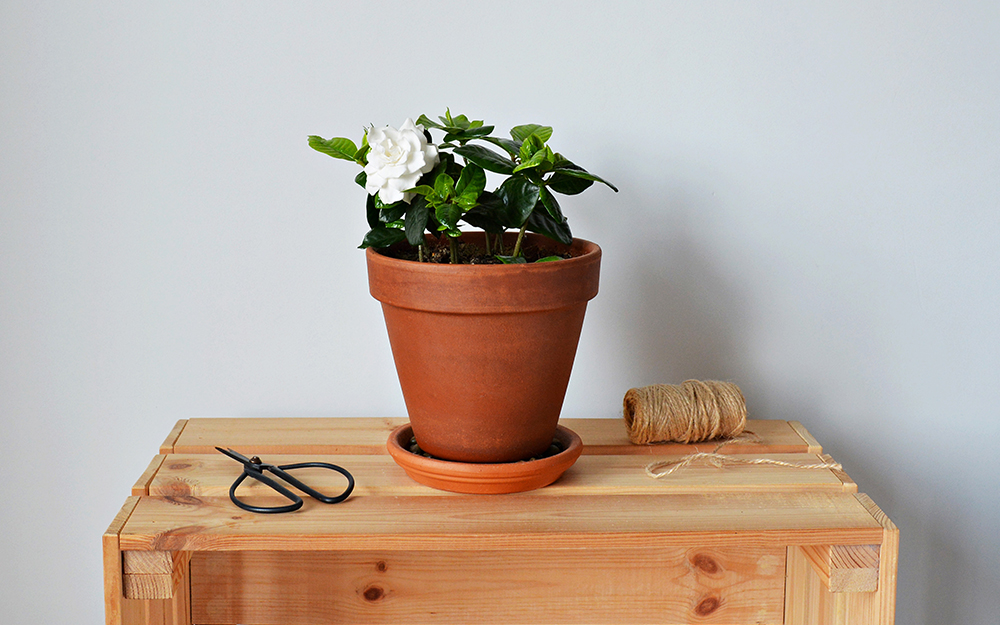 Gardenia plant on a bedside table