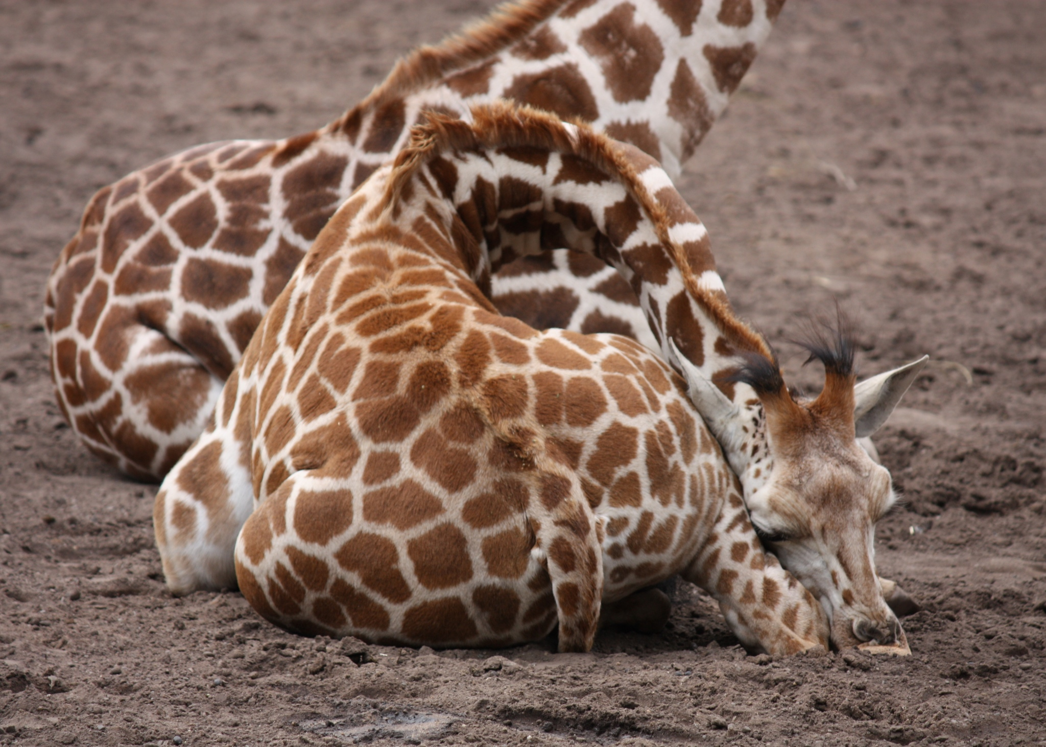 Giraffe curled up asleep