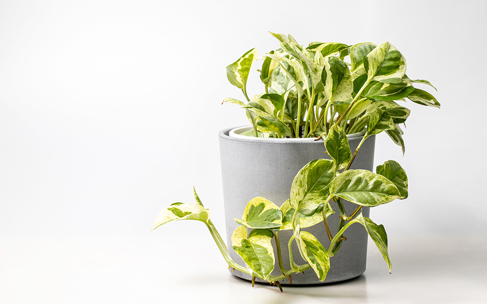 Golden pothos in a pot