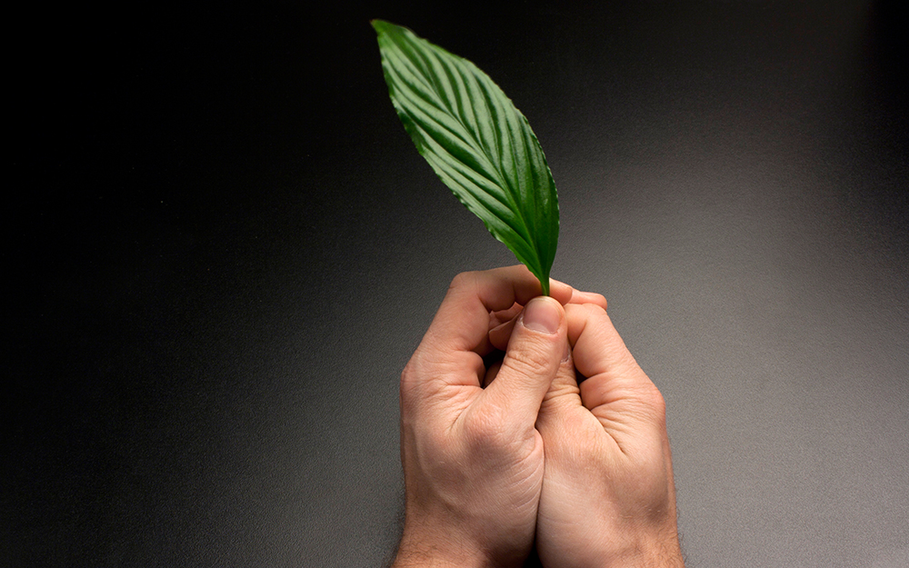 A person holiding a leaf like a pen on a black backgrounf.