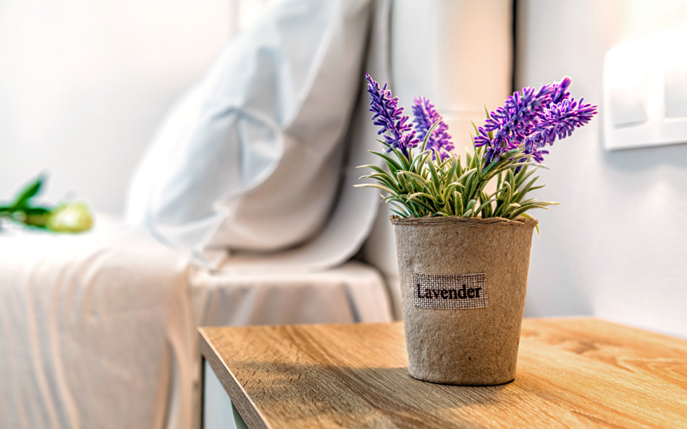 Lavender plant on a bedside table