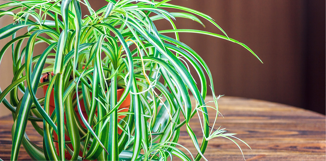 Spider Plant