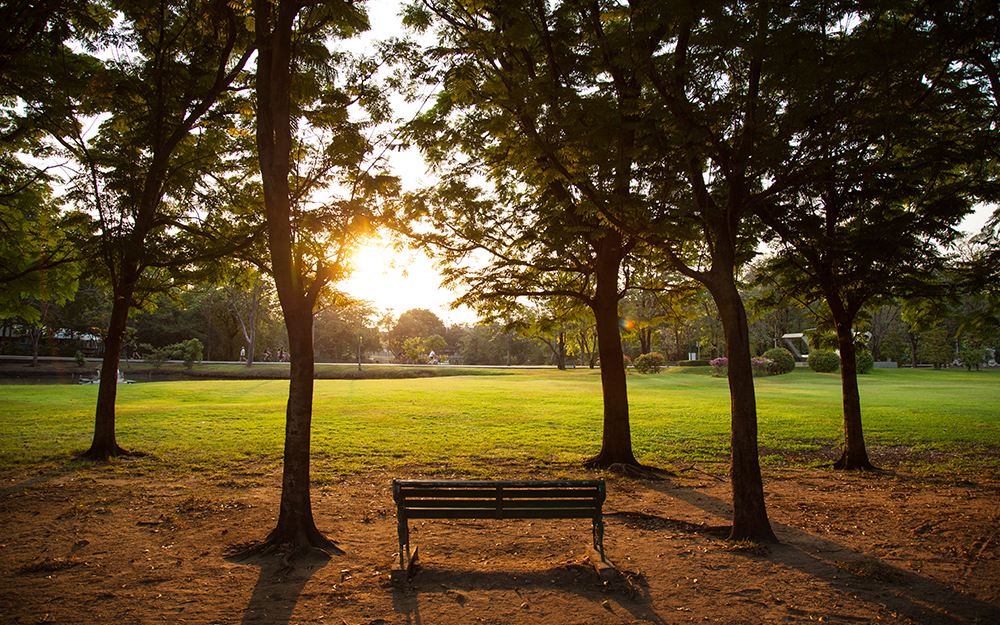 Bench bathed in golden sunlight among trees in a park.