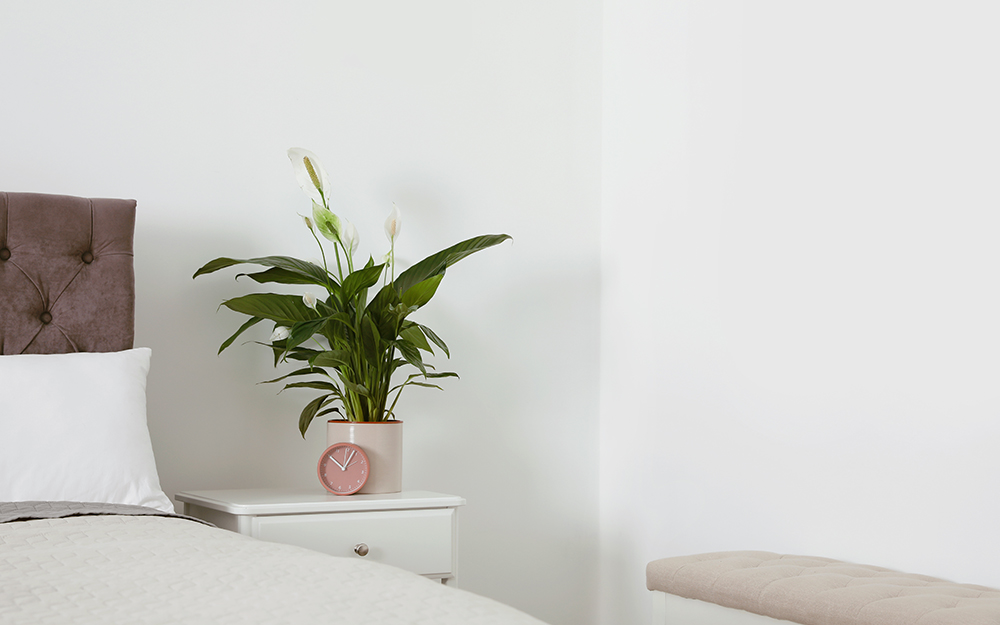 Peace lily on a bedside table