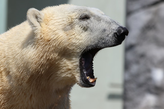 Polar bear yawning.