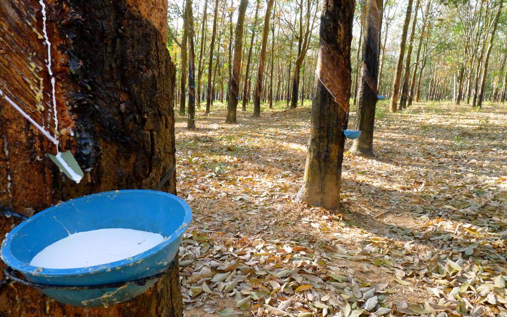 Bowls attached to rubber trees collecting latex in its natural form