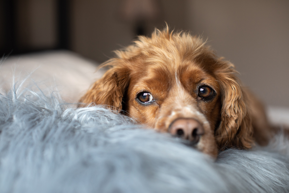 Brown dog lying on blue bedding