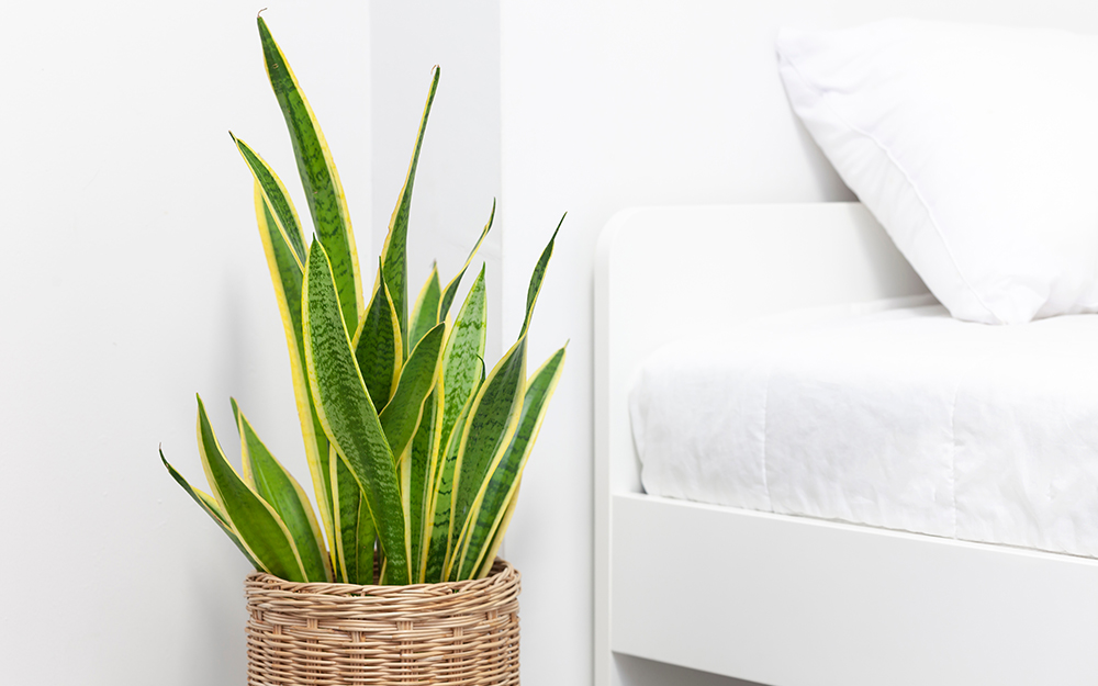 Snake plant next to bed