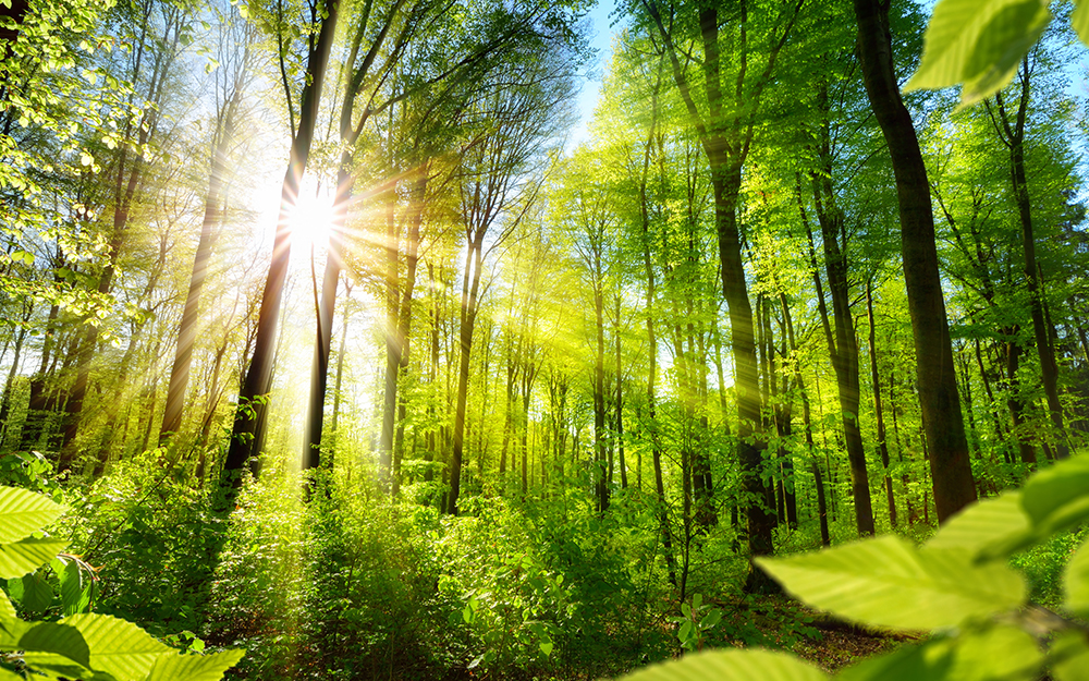 An image of sunlight shining through trees in a forest.