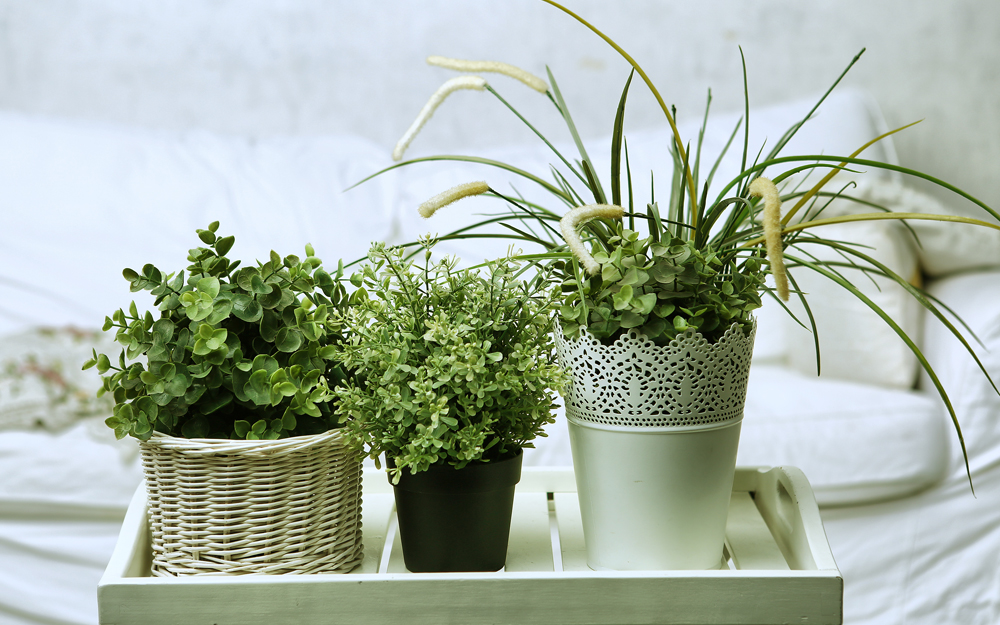 Three plants on a bed